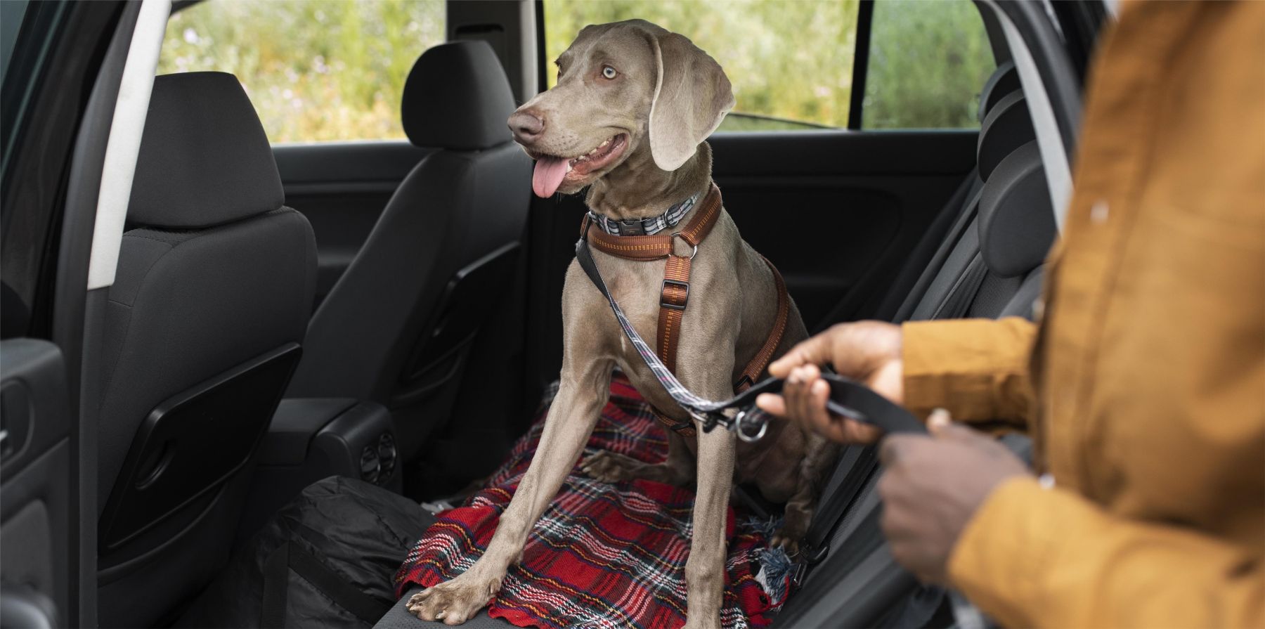 7 Essential Strategies to Chill Out Your Pup in the Car Trunk